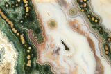 Multi-Colored, Orbicular Ocean Jasper Slab - Madagascar #334892-1